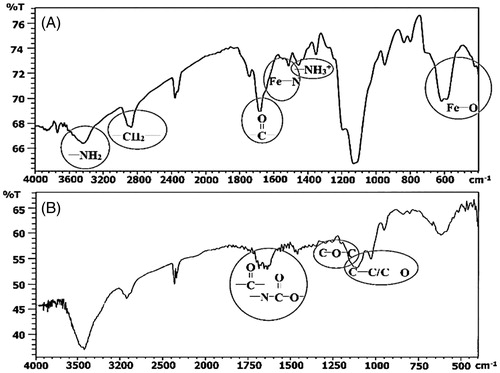 Figure 3. FT-IR Spectra of (A) Fe3O4–DPA-PEG-NH2 and (B) Fe3O4-DPA-PEG-CD; the multiple peaks at 1650–1750 cm–1 well proves the presence of amide bonds between PEG and CD.