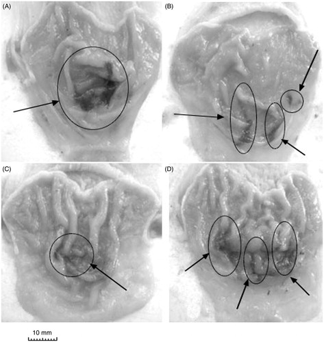 Figure 5. Representative photographs of the gastric mucosa of drug + EPN groups: (A) vehicle + EPN; (B) naproxen + EPN; (C) ATB-346 + EPN; (D) celecoxib + EPN. Arrows indicate the main areas of gastric damage.