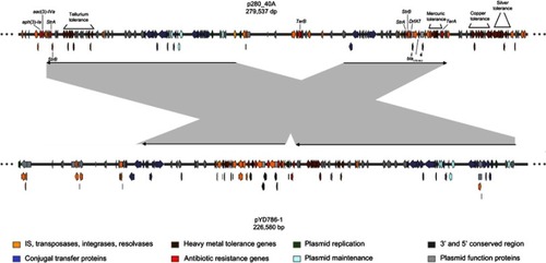 Figure 1 Comparison between p280_40A and pYD786-1 plasmid. Gray region shows the two main regions shared by the two plasmids. Hypothetical proteins are not represented to simplify graphing.