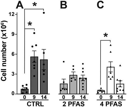 Figure 3. Influenza A virus infection increased MLN cellularity in control mice and mice exposed to the 4 PFAS mixture. Mice were exposed to either the 2 PFAS mixture, 4 PFAS mixture, or control (plain water) via drinking water for 21 days prior to infection with IAV, and remained on the same water after infection. (A) Mean number of MLN cells in control mice on days 0 (n = 6), 9 (n = 7), and 14 (n = 6) post-IAV infection. (B) Mean number of MLN cells in mice treated with the 2 PFAS mixture on days 0 (n = 6), 9 (n = 5), and 14 (n = 9) post-IAV infection. (C) Mean number of MLN cells in mice treated with the 4 PFAS mixture on days 0 (n = 6), 9 (n = 7), and 14 (n = 8) post-IAV infection. Differences in mean MLN cellularity within each treatment group were analyzed by one-way ANOVA followed by a dunnett’s post-hoc test using Day 0 as the control level. Data shown are means ± SEM. Asterisk (*) denotes p ≤ 0.05 compared to Day 0 within each treatment group. Between group differences in mean MLN cellularity over the course of infection were assessed by two-way ANOVA followed by a Tukey’s HSD post-hoc test; resulting p-values are listed in Table S3.