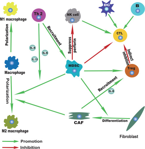 Figure 3 Immune landscape of immune cell interactions.