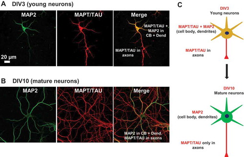 Figure 1. Expression and localization of MAPT in developing neurons. (a) Distribution of MAPT in developing neurons determined by immunofluorescence. Rat hippocampal neurons cultured on coverglasses in 24-well plates were fixed and double stained for MAP2 (green) and MAPT (red). MAPT is distributed abundantly in the somata and processes of neurons at DIV3. (b) At DIV10, MAPT immunoreactivity disappears from the somatodendritic compartment and MAPT is sorted mainly to the axons. Scale bar: 20 µm. (c) Cartoon illustrating the transition in MAP2 and MAPT distribution from immature to mature neurons.