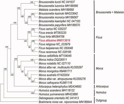 Figure 1. Maximum likelihood (ML) phylogenetic tree based on complete chloroplast genomes of 25 species of Moraceae, with Debregeasia orientalis and Boehmeria nivea var. nipononivea as outgroup. Numbers at nodes represent bootstrap values.