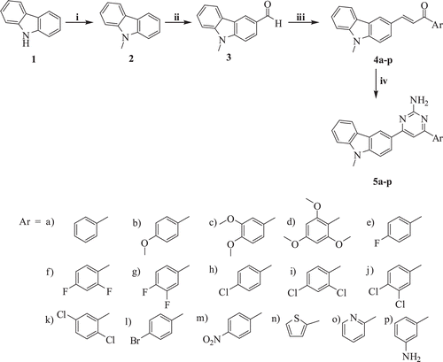 Scheme 1.  Reagents and conditions: (i) CH3I, NaH, DMF, rt, 3 h; (ii) DMF, POCl3, 80°C, 3 h; (iii) Substituted acetophenones, NaOH, Ethanol, rt, 24 h; (iv) Guanidine.HCl, DMF, NaH, 110°C, 10 h.