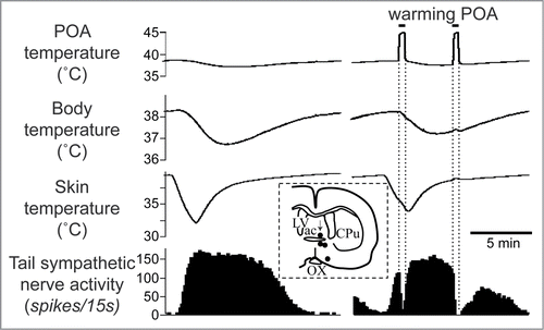 Figure 5. Warming the preoptic area (POA) significantly reduces cold-elicited increase in tail sympathetic nerve activity in anesthetized rats. The left record shows a control cutaneous sympathetic excitatory response to cooling via the water jacket. The right record shows the cold-elicited response was reversed by preoptic warming to 45°C. The inset shows thermode tip locations in 4 experiments (black dots) on a coronal section of the preoptic area. An arrow marks the site warmed in the record. ac, anterior commissure nucleus; CPu, caudate-putamen; LV, lateral ventricle; OX, optic chiasm. Modified from Owens et al.Citation59 © Wiley. Permission to reuse must be obtained from the rightsholder.