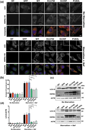 Figure 1. HSPB1 mutations impair the autophagic flux. (a) Immunofluorescence staining of HeLa cells transduced with a plasmid encoding V5-tagged WT HSPB1, the mutant forms (R127W, S135F, P182L), or GFP. Cells were treated or not with serum starvation and bafilomycin A1 (Baf) for 3 h. NT cells are not transduced. LC3 (green), HSPB1 (red), and the DAPI nucleus stain (blue). Scale bar: 10 µm. (b) Quantification of LC3-positive puncta detected by immunofluorescence. Data originates from 4 independent experiments (50+ cells per experiment). (c) Western blotting analysis of LC3-II in the same cell lines under no starvation conditions or treated with 3 h starvation and bafilomycin A1. (d) The level of LC3-II calculated from 3 independent western blotting experiments and normalized to ACTB (loading control). One-way ANOVA, with Tukey’s correction range test. Error bars = mean with 95% CI (B) and S.D (D), **** = p < 0.0001.