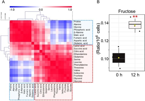 Figure 3. Confirmation of CVB3-mediated metabolic changes through metabolite analysis. (A) Correlation matrix of 23 metabolites. The intensity of the blue or red color in each square represents the Pearson's correlation coefficient. One group, shown mostly in blue, comprised 6 amino acids (proline, alanine, glycine, β-alanine, aspartic acid, glutamic acid) and 3 organic acids (phosphoric acid, malic acid, fumaric acid). The other group, shown mostly in red, contained 7 amino acids (glutamine, serine, leucine, phenylalanine, threonine, valine, isoleucine), 3 organic acids (lactic acid, succinic acid, citric acid), 2 sugars (fructose, glucose), 1 amine (ethanolamine) and 1 sugar alcohol (glycerol). (B) Box plot of metabolite with the most significant change after CVB3 infection (**P < 0.01, Student’s t-test). Means ± S.D., N = 3.