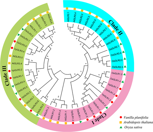 Figure 1. Phylogenetic tree of GLR proteins from Arabidopsis, rice, and soybean. All protein sequences were aligned using MAFFT and the maximum likelihood (ML) tree was constructed using IQtree with 1,000 bootstrap replicates. Different colors indicate distinct subgroups or species.