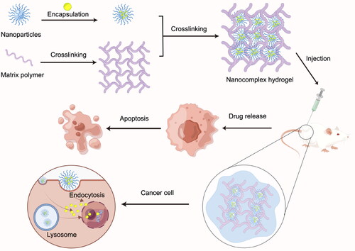 Figure 5. Drug delivery approaches of nanocomposite hydrogel. Drug delivery approaches of nanocomposite hydrogel: Drug-loaded nanoparticles enter tumor cells through endocytosis, and after lysosome cleavage, platinum drugs are released and enters the nucleus to play an anti-tumor effect.