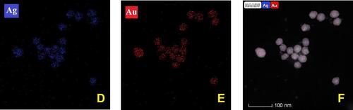 Figure 7 (A) HAADF-STEM image of the BNPs inserted in (B) EDX spectrum from a set of BNPs. (C–F) HAADF images showing mosaic of Au–Ag EDS elemental mapping showing the intermix of both elements within the set of nanoparticles.