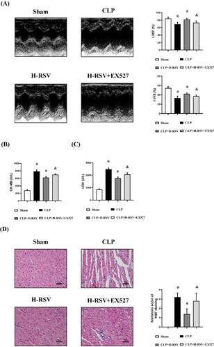 Figure 6. EX527 pretreatment suppressed the cardioprotective effects of RSV and augmented myocardial damage. (A) The representative M-mode images of echocardiography for each group, statistical analysis of cardiac function indexes LVEF and LVFS, n = 4 per group. (B)-(C)the serum CK-MB and LDH levels in rats, n = 4 per group.(D) The representative images of H&E staining of myocardium (Kishimoto scores), n = 4 per group. Sham: Sham group, CLP: CLP group, H-RSV: CLP + high-dose (50mg/kg) RSV group, H-RSV + EX527: CLP + H-RSV + EX527 (5mg/kg) group. Data are expressed as mean ± SD. *p < 0.05 versus Sham. #p < 0.05 versus CLP. &p < 0.05 versus CLP + H-RSV.