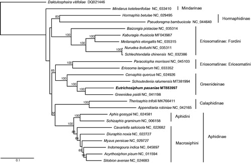 Figure 1. The maximum-likelihood tree of Eutrichosiphum pasaniae and 24 other aphid species based on whole mitogenomes. Numbers above the branches indicate bootstrap values (>50%).