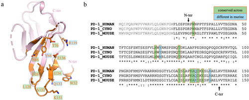 Figure 2. Epitope comparison for human, cyno and mouse PD-1. (a) Structure of hPD-1, with residues at the fab interface (within 4.5 Å) highlighted in orange, and residues contacting the CDRs shown as sticks and labeled. (b) Sequence alignment of residues–150 of human, cyno and mouse PD-1 (uniprot identifiers Q15116, B0LAJ3 and Q02242, respectively), with key interacting residues boxed in orange. Residues conserved across all 3 species are highlighted in green, while residues that differ in mouse are highlighted in blue. The signal sequence is shown in gray, and N- and C-terminal residues that are resolved in the structure are indicated by arrows.