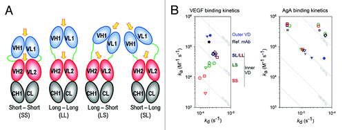 Figure 3. Linker Length Affects Inner Antigen Affinity. (A) Illustration of outer VD position as a function of linker length, relative to the inner VD. Arrows indicate likely reorientation of the outer VD. (B) The VEGF and AgA binding kinetics are shown in plots of off-rate (kd) vs. on-rate (ka). Symbols are defined in Table 2; briefly, data points are colored by linker set (red, green, dark blue and brown correspond to linker sets SS, LS, SL and LL, respectively) and shaped by antiAgA sequence (circle, triangle, square and diamond are sequences 1, 2, 3 and 4, respectively). Binding curves with fits, for both VEGF and AgA, as well as the detailed methodology, can be found in supplemental materials.