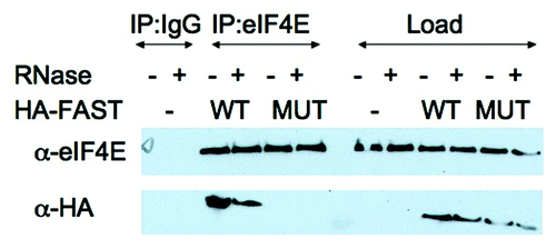 Figure 3. FAST:eIF4E interactions are resistant to RNase. U2OS cells were transfected with pMT2-HA vector (-) or pMT2-HA-FAST encoding wild type (WT) or Y428G (MUT) variants. Transfected cells were lysed in the presence or absence of RNase A as indicated, and subjected to immunoprecipitation using mouse IgG antibodies (IP:IgG) or eIF4E (IP:eIF4E) antibodies. Co-immunoprecipitation efficiency was quantified by immunoblotting using anti-HA and anti-eIF4E antibodies. Load: loading control (1/20th of total protein lysate).