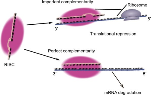 Figure 2 The functional mechanism of miRNA.