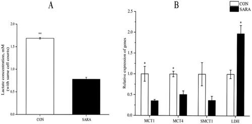 Figure 6. Effect of SARA and pH in lactate transport on rumen epithelium cells supplemented with lactate. Data were expressed as mean ± SEM (n = 3). Note: (A) Effect of LPS and pH in lactate concentration on cell culture. (B) Effect of LPS and pH in lactate concentration and Lactate dehydrogenase activity on rumen epithelium cells supplemented with lactate. Significant differences are denoted by *(p < 0.05), and extremely significant differences are indicated by **(p < 0.01).