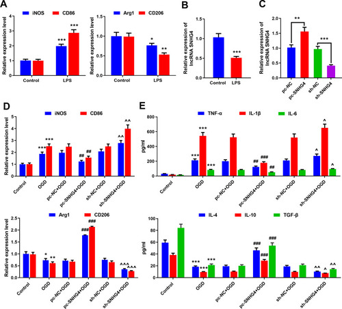 Figure 2 SNHG4 overexpression inhibits microglial activation and inflammatory responses. (A) qRT-PCR was used to detect the expression of M1 markers iNOS and CD86 and M2 markers Arg1 and CD206 in microglia treated with LPS; (B) qRT-PCR was used to detect the expression of SNHG4 in microglia treated with LPS; (C) qRT-PCR was used to detect the expression of SNHG4 cell models with SNHG4 overexpression and knockdown; (D) qRT-PCR was used to detect the expression of M1 markers iNOS and CD86 and M2 Arg1 and CD206 in microglia treated with OGD. (E) ELISA was used to detect the levels of pro-inflammatory cytokines (IL-1 β, IL-6, TNF- α) and anti-inflammatory factors (IL-4, IL-10, TGF-β). *P< 0.05, **P< 0.01, and ***P< 0.001 versus the control group; ##P< 0.01 and ###P< 0.001 versus the pc-NC+OGD group; ^P< 0.05, ^^ P< 0.01 and ^^^P< 0.001 versus the sh-NC+OGD group.