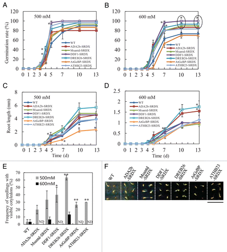 Figure 1. Osmotic stress tolerance in Chimeric REpressor gene Silencing Technology (CRES-T) lines. Germination rates (A, B, n = 10 × 3 sets), root length (C, D, n = 10), rate of seedlings with visible cotyledons (E, n = 10 × 3 sets), and appearance of seedlings (F) of wild-type (WT) and CRES-T lines (ADA2b-SRDX, Msantd-SRDX, DDF1-SRDX, DREB26-SRDX, AtGeBP-SRDX, and ATHB23-SRDX) were monitored on medium supplemented with 500 mM (A, C, E, F) and 600 mM (B, D, E) mannitol. A seed was regarded as germinated when the radical protruded through the seed coat. Cotyledons were regarded as visible when they appeared from the seed coat. Photographs were taken at 13 d after sowing. Only a representative photo is shown. Error bars represent standard errors. Scale = 1 cm. * and ** denote significant difference from WT at P < 0.05 and 0.01, respectively. ND, not detected.