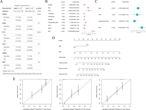 Figure 4. Analysis of the signature of immune-ERG, nomogram construction and evaluation. (A) Distribution of the percentage of different mutations between high- and low-risk groups. (B, C) Univariate (B) and multivariate (C) Cox regression analyses were conducted to investigate the connections between overall survival and different clinical factors, encompassing risk scores within the TCGA dataset. (D) Nomogram survival prediction models were developed to forecast the OS of patients with AML at 1-, 3-, and 5-years. (E) Calibration plots were generated to assess the accuracy of the nomogram in predicting survival at different time points.