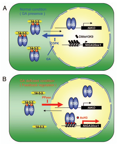 Figure 1 Model of feedback regulation of NtGA20ox1 through the regulation of histone modification and the intracellular localization of RSG. (A) Under normal condition, RSG is localized in both the cytoplasm and the nucleus. RSG is phosphorylated by NtCDPK1, which is activated by GAs. The phosphorylated RSG is sequestered into the cytoplasm by 14-3-3 proteins. Histone H3 Lys9 on the NtGA20ox1 promoter is dimethylated under these conditions preventing the binding of RSG to the NtGA20ox1 promoter. (B) Under GA-deficient conditions, RSG is dephosphorylated and accumulates in the nucleus. Histone H3 Lys9 on the NtGA20ox1 promoter is acetylated, allowing the binding of RSG with the NtGA20ox1 promoter, to activate transcription of the gene.