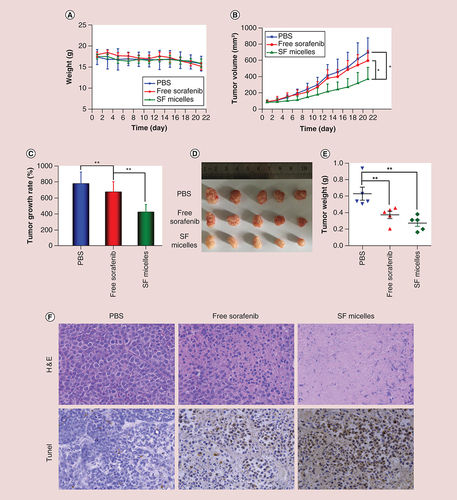 Figure 7. In vivo antitumor effects of sorafenib-loaded PEG-poly (ε-caprolactone) micelles in HepG2-Luc tumor-bearing nude mice.Mice were treated intravenously with PBS, free sorafenib or SF micelles at a sorafenib dose of 5 mg/kg. (A) Body weights and (B) tumor growth curves of mice in the three groups at different time points during the 3-week treatment. (C) Tumor growth rates, (D) tumor images, (E) tumor weights and (F) H&E and TUNEL staining of tumor sections at the end of the treatment. Brown color indicates TUNEL-positive apoptotic cells. Data were given as mean ± standard deviation (n = 5).*p < 0.05;**p < 0.01.H&E: Hematoxylin and eosin; PBS: Phosphate-buffered saline; SF micelle: Sorafenib-loaded PEG-poly (ε-caprolactone) micelle; TUNEL: Terminal deoxynucleotidyl transferase dUTP nick-end labeling.