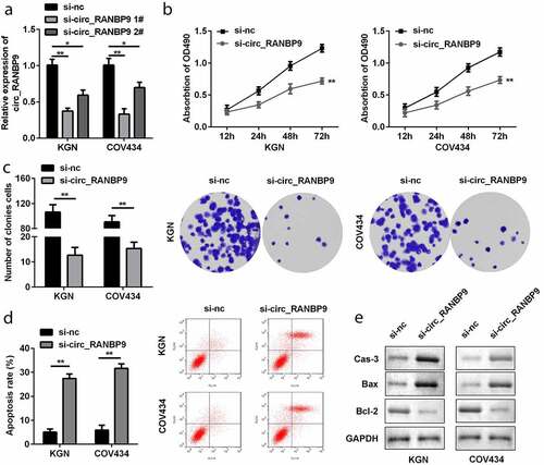 Figure 2. Effects of circ_RANBP9 on proliferation and apoptosis of GCs. (a) circ_RANBP9 levels were tested by RT-qPCR. (b) MTT assay was conducted to determine the proliferation of GCs. (c) Colony formation assay was performed to detect the proliferation of GCs. (d) Flow cytometry was carried out to measure the apoptosis rates of GCs. (e) Protein levels of caspase-3, Bax, and Bcl-2 via western blot analyses were determined post-transfection. **P < 0.01