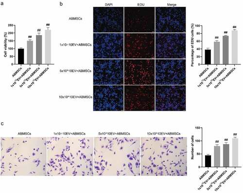 Figure 4. hUMSC-EVs promotes ABMSCs proliferation and migration. (a) CELL proliferation of untreated ABMSCs, ABMSCs + 1 × 1010 exosomes, ABMSCs + 5 × 1010 exosomes, and ABMSCs + 10 × 1010 exosomes was detected by CCK8 method. (b) EdU staining to detect cell proliferation. Scale bar is 50 µm. (c) Detection of cell migration by Transwell. Scale bar is 100 µm.