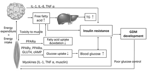 Figure 3 Relationships between adipose tissue, skeletal muscle, blood glucose and TG. This figure summarizes the relevance of inadequate muscle to increased blood glucose and FFA, and insulin resistance via inflammation and cytokines; and the relevance of excessive of adipose tissue to the increased TG and insulin resistance via inflammatory pathways. High level of FFA can cause hypertriglyceride, insulin resistance, and toxicity to muscle directly. Poor glucose control will lead to muscle loss.