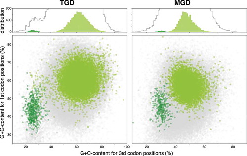 Figure 1. Scatter plots showing results of prediction for nuclear- and nucleomorph-genome coded green algal genes. Light green and dark green markers in the scatter plots indicate G + C% of genes (transcripts) that are predicted to be coded on nuclear-coded genes and Nm-candidates, respectively. Light gray markers on the bottom layer of the scatter plots show G + C% for total protein genes predicted in the transcriptomes. Histograms on upper part show data distribution on G + C% for third codon positions. Light green and dark green bars indicate the distributions of markers with corresponding colors in the scatter plot, while the gray lines in the histograms represent the distribution of the light gray markers.