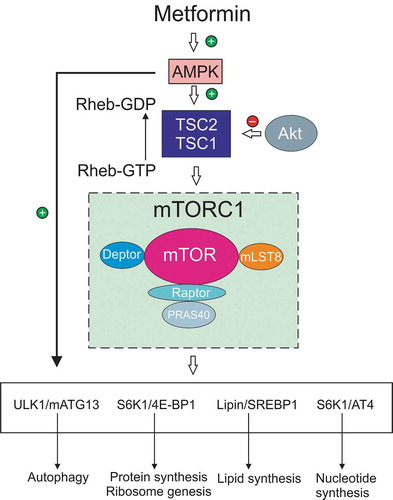 Figure 2. AMPK regulation of the mTOR pathway and control of cell growth and autophagy. AMPK and signaling via PI 3-K/Akt, for example by growth factors, act as antagonistic modulators of the mTOR pathway to control cell phenotype. AMPK activates the TSC1/TSC2 complex to drive conversion of Rheb-GTP, an activator of the mTORC1 complex, to Rheb-GDF. This conversion effectively inhibits mTORC1 complex activity (which includes mTOR and associated proteins) and thus suppresses mTOR pathway function. Akt is inhibitory to TSC1/TSC2 thus suppressing formation of Rheb-GDP and enhancing mTORC1 activation. The mTOR pathway when active drives protein synthesis (including ribosome biogenesis), nucleotide and lipid synthesis. mTOR activation is a negative regulator of autophagy and acts antagonistically to AMPK, which also acts as a direct activator of autophagy. The mobilization of these anabolic pathways augmented cell growth and proliferation under conditions of sufficient energy and metabolite supply. AMPK activation, via detection of lowered energy and metabolite supply, suppresses these activities toward a more catabolic phenotype. Abbreviations: 4E-BP1, translation initiation factor 4E-binding protein 1; Akt, protein kinase B; AT4, activating transcription factor 4; ATG13, autophagy-related protein 13; mTOR, mammalian target of rapamycin; mTORC1, mTOR complex 1; PI 3-K, phosphoinositide 3-kinase; Rheb, Ras homolog enriched in brain; S6K1, ribosomal protein S6 kinase 1; TSC1 and 2, tuberous sclerosis 1 and 2; ULK1, Unc-51-like autophagy activating kinase 1