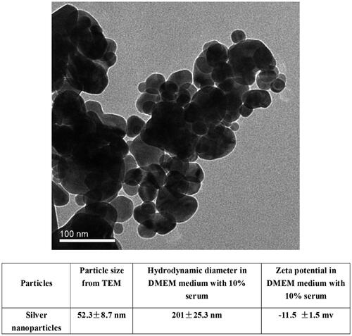 Figure 1. Characterization of AgNPs: (A) TEM analysis of AgNPs; (B) AgNPs size, hydrodynamic diameter and zeta potential.