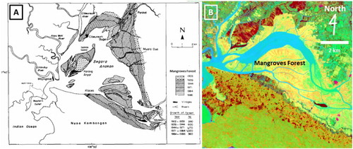 Figure 13. A. Shoreline and mangroves forest growth from 1903 to 1986 (White, Martosubroto, and Sadorra Citation1989); B. Mangroves forest in 2014.