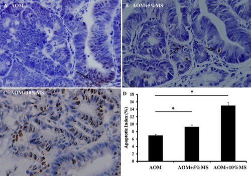 Figure 6. MS provokes apoptosis in AOM-induced adenomas in vivo. Tumor cell apoptosis was analyzed by demonstrating the terminal deoxynucleotidyl transferase enzyme (TUNEL). The data show apoptotic indices to be significantly higher in tumors of MS-treated mice. Each group comprised 15 mice. Also these results suggest that MS might enhance tumor immunity.