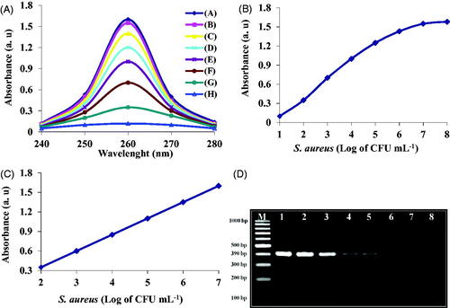 Figure 4. (A) Sensitivity of the designed nano-biosensor at different concentrations of bacteria 3.7 × 101–3.7 × 108 CFU mL−1 (from A up to H), (B) linear relationship between different concentrations of bacteria and absorbance within 3.7 × 101–3.7 × 108 CFU mL−1, (C) linear relationship between different concentrations of bacteria and absorbance within 3.7 × 102–3.7 × 107 CFU mL−1, (D) sensitivity of PCR gel agarose electrophoresis at different concentrations of bacteria within 3.7 × 108–3.7 × 101 CFU mL−1 (from 1 to 8), respectively, M: size marker 100 bp.