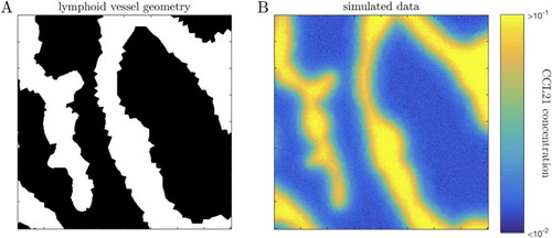 Figure 3. (A) Geometry of a lymphoid vessel obtained from biological imaging data [Citation27]. (B) Simulated data of the CCL21 gradient generated by simulating model (Equation29(29) ut−DΔu=αQ−k1us+k−1c−γu,s˙=−k1us+k−1c,c˙=k1us−k−1c,(29) ).