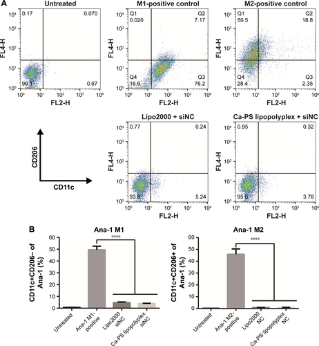 Figure S2 Polarization of Ana-1 upon transfection by Ca-PS lipopolyplex.Notes: (A) Investigation on polarization of differentially treated Ana-1. CD206 and CD11c were used as surface markers to identify M1 and M2-positive populations, respectively, of Ana-1 upon transfection treatments. M1-polarized Ana-1 cells were identified as CD11c+CD206− populations while M2-polarized Ana-1 cells were identified as CD11c−CD206+ populations. M1 and M2-positive controls were induced by LPS and IL-4, respectively, as positive controls. (B) Bar graphs showing percentage of M1 or M2-polarized population of Ana-1 upon various transfection treatments. ****P<0.0001.