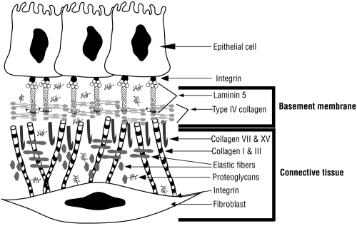 Figure 1 Basement membrane organization. Epithelial cells are linked to connective tissue via a network of matrix proteins. Laminin 5 connects integrins on the basal surface of epithelial cells to the type IV collagen network in the lamina densa of the basement membrane. Anchoring fibrils composed of type VII and type XV collagen link the basement membrane to the interstitial matrix where type I collagen, type III collagen and elastic fibers are found. Integrins located on the fibroblast cell surface interact with many matrix proteins including type I collagen. Copyright © 2003, 2007. Modified with permission from Dunsmore SE, Chambers RC, Laurent GJ. 2003. Matrix Proteins. Figure 2.1.2. In: Respiratory Medicine, 3rd ed. London. Saunders, p. 83; Dunsmore SE, Laurent GJ. 2007. Lung Connective Tissue. Figure 40.1. In: Chronic Obstructive Pulmonary Disease: A Practical Guide to Management, 1st ed. Oxford. Wiley-Blackwell, p. 467.