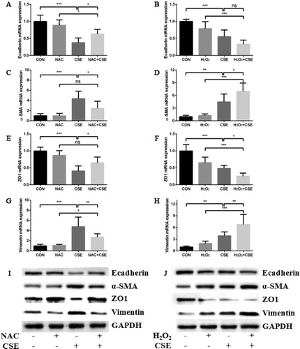 Figure 5. Oxidative stress was involved in cigarette smoke induced EMT process. (a, b) the effect of NAC (a) or H2O2 (b) on Ecadherin mRNA expression in HBE cells treated by 10% CSE for 48 h; (c, d) the effect of NAC (c) or H2O2 (d) on α-SMA mRNA expression in HBE cells treated by 10% CSE for 48 h; (e, f) The effect of NAC (e) or H2O2 (f) on ZO1 mRNA expression in HBE cells treated by 10% CSE for 48 h; (g, h) the effect of NAC (g) or H2O2 (h) on Vimentin mRNA expression in HBE cells treated by 10% CSE for 48 h; (i, j) the effect of NAC (i) or H2O2 (j) on Ecadherin, α-SMA, ZO1 and Vimentin protein expression in HBE cells treated by 10% CSE for 48 h. (All analyses were performed in triplicates, *p < 0.05; **p < 0.01; ***p < 0.001).