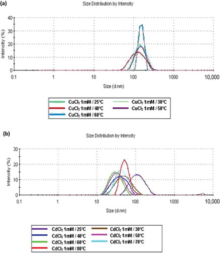 Figure 2. Effect of temperature on size distribution of interactions (protein–cation) by DLS in the enzymatic extract: (a) Cu2+ at 25, 30, 40, 50 and 60°C; (b) Cd2+ at 25, 30, 40, 50, 60, 70 and 80°C.Figura 2. Análisis mediante DLS del efecto de la temperatura sobre la distribución de tamaño de interacciones (proteína-catión) en el extracto enzimático (a) Cu2+at 25, 30, 40, 50 y 60°C (b) Cd2+ at 25, 30, 40, 50, 60, 70 y 80°C.