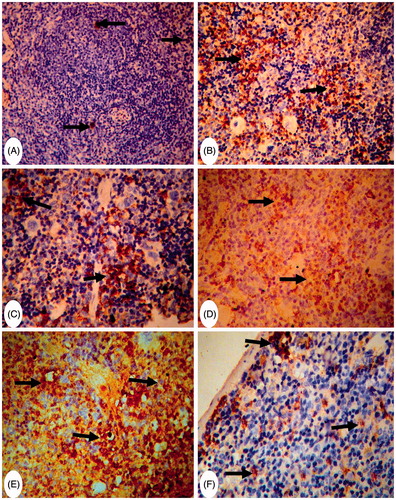Figure 5. Representative photomicrographs of immunohistochemical staining for CD8+ cells in mouse spleens. (A) Group C: rare CD8+ cells in the white and red pulp (arrows) (Score 1). Magnification 200×. (B) and (C) Group MA: strong presence of CD8+ cells in white and red pulp (arrow) (Score 3). Magnification 200× and 400×. (D) and (E) Group FA: strongly diffuse presence of CD8+ cells in both white and red pulp (arrows) (Score 3). Magnification 200× and 400×. (F) Group (MA + FA): moderate presence of CD8+ cells in red pulp and subcapsular area (arrows) (score 2). Magnification 400×.