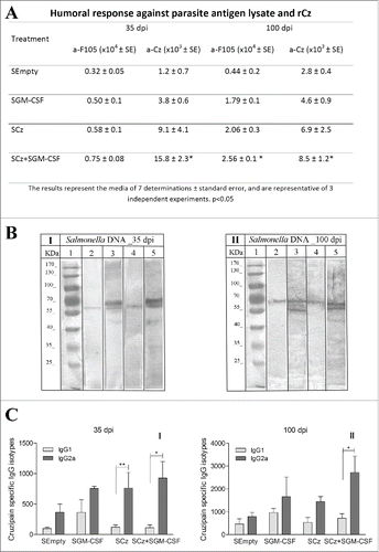 Figure 5. Antibody response at 35 and 100 dpi in mice receiving the Salmonella carrying the Cz and GM-CSF genes during the acute phase of T. cruzi infection. Mice were challenged with a sublethal amount of RA trypomastigotes and were treated orally with 2 doses of SCz, SGM-CSF or SCz+SGM−CSF. Serum samples were taken on 35 and 100 dpi. (A) IgG titers against F105 or rCz. (B) Immunoblotting of epimastigotes incubated with dilution of mice sera at (I) 35 dpi and (II) 100 dpi; (1) Molecular weight marker, (2 and 3) Control, (4 and 5) Cz+GM−CSF. Strips were incubated with biotinylated rat monoclonal antibodies to mouse IgG1 (2 and 4) or IgG2a (3 and 5) subclasses. (C) Cz specific IgG1 and IgG2a isotypes. The bars represent the media of 8 determinations and are representative of 3 independent experiments.*p < 0.05; ** p< 0.01.