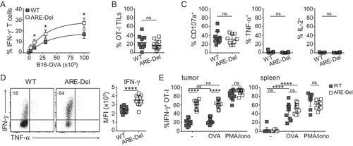 Figure 2. ARE-Del T cells retain IFN-γ production within the tumor environment. WT and ARE-Del OT-I T cells were activated for 20 h with MEC.B7.SigOVA cells and subsequently cultured with rIL-2 for 4 days. T cells were then (A) co-cultured for 4 h with indicated amounts of B16-OVA cells in the presence of BrfA, or (B-E) injected (1 × 106 WT or ARE-Del OT-I T cells) i.v. into C57BL/6J/Ly5.1+ mice bearing B16-OVA tumors that had reached a size of ~ 8mm3. 14 days later, tumors were excised and analyzed for (B) percentage of WT and ARE-Del OT-I TILs. (C-D) Intracellular staining for CD107a, TNF-α, IL-2 (C), and IFN-γ (D) of WT and ARE-Del OT-I TILs was performed ex vivo after 4 h incubation with BrfA/monensin. (E) Spleen- and tumor-derived OT-I T cells were activated for 4 h with 100 nM OVA257–264 peptide or with PMA/ionomycin in the presence of BrfA, or were left untreated (-). For representative dot plots, see Fig S1E. (A-E) Data are representative or were pooled from 3 independently performed experiments ± SD. (A) n = 4; (B-E) n = 9–12; [Unpaired student t-test; ns = non-significant; *p < 0.05, ****p < 0.0001].