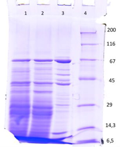 Figure 2. Denaturating 10% SDS–PAGE. Samples: Lane: 1. untreated G0 cell-free extract over 100 kDa; 2. G0+H2O2 cell-free extract over 100 kDa; 3. G0+Menadione cell-free extract over 100 kDa; 4. Protein marker.