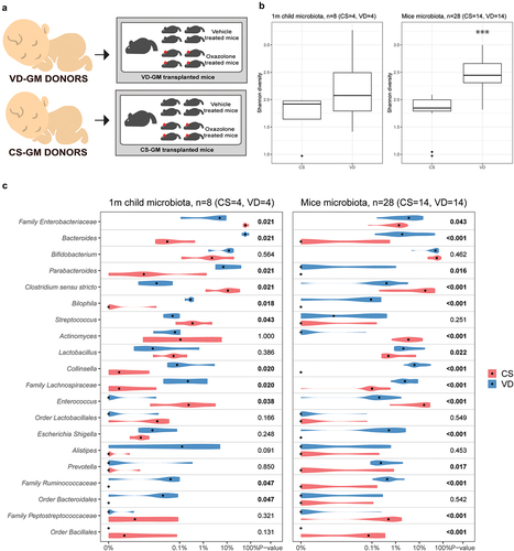 Figure 2. Cesarean section induced gut microbial changes were successfully transferred from human donors to germ-free recipient mice. a) illustration of study setup and how fecal gut microbiota (GM) samples from selected human donors delivered either by cesarean section (CS) or vaginal delivery (VD) were pooled and transferred into a germ-free dam and her offspring for a total of four times per group. Experimental dermatitis was induced in female offspring at the age of 8 weeks by sensitizing with 0.8% oxazolone and after 1 week challenge on both sides of the ear with 0.4% oxazolone every second day for a total of 6 times. b) Shannon α-diversity plot of taxa detected in feces samples from human GM donors (1 month of age, n = 4 per group) and GM transplanted mice (5 weeks of age, n = 14 per group). c) violin plot showing the top 20 overlapping genera in feces samples from human GM donors (1 month of age) and GM transplanted mice (5 weeks of age). Significant p values marked in bold indicate a difference in relative abundance according to delivery mode.