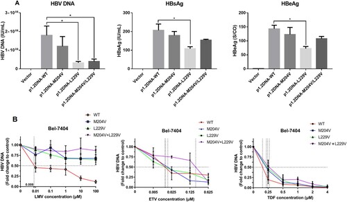 Figure 6. Assessment of viral replication levels and phenotypic susceptibility to antiviral drugs in vitro. (A) Bel-7404 cells were transfected with the plasmid p1.2DNA-WT, −M204V, −L229V, −M204V + L229V. HBV DNA levels, HBsAg and HBeAg of wild-type and various mutant strains were determined to evaluate the replication capacity. (B) Bel-7404 cells were transfected with the plasmid p1.2DNA-WT, −M204V, −L229V, −M204V + L229V, and subsequently treated with antiviral drugs at the indicated concentrations. HBV DNA levels of the wild-type and various mutant strains were determined after the harvest of cell culture supernatant. The 50% inhibitive concentration (IC50) of LMV, ETV, and TDF for wild-type strain and mutant strains were calculated. *Significant differences compared to wild-type. P < 0.05. WT: wild-type; LMV: Lamivudine; ETV: entecavir; TDF: tenoforvir; S/CO: optical density of sample/cut off value.