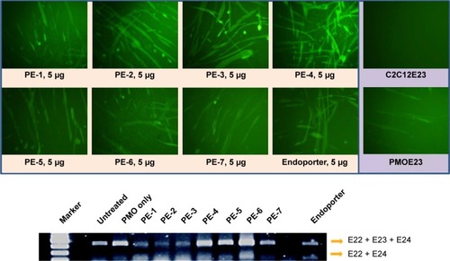 Figure 5 Green fluorescent protein expression induced by PMOE23 (5 µg) formulated with PEs in C2C12E23 cells (PE or Endoporter 5 µg and PMOE23 5 µg in 0.5 mL of 10% fetal bovine serum-Dulbecco’s Modified Eagle’s Medium after 48 hours treatment). Upper panel shows fluorescence detection of green fluorescent protein expression, original magnification, 100×; Lower panel shows reverse transcription-polymerase chain reaction of exon 23 skipping.Abbreviations: PE, polyelectrolyte; PMO, phosphorodiamidate morpholino oligomer.