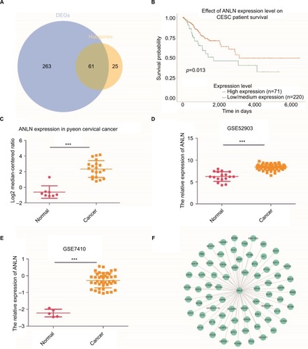 Figure 4 ANLN is a biomarker and prognostic factor in cervical cancer.Notes: (A) A Venn diagram of the DEGs and hubgenes in the Brown module revealed 61 key genes. (B) Survival analysis indicated that ANLN is a poor prognosis factor in cervical cancer, while patients with a higher expression of ANLN have significantly shorter overall survival compared to those with lower expression (p=0.013). (C–E) Validation of ANLN expression both from the oncomine database (C) and GEO databases (D, E). Three datasets showed higher expression of ANLN in cervical cancer tissues compared with normal cervical tissues (p<0.05). (F) PPI network of ANLN based on the STRING website. Many genes involved in the progression of cervical cancer have interactions with ANLN, including MKI67 and FOXM1. ***p<0.001.Abbreviations: DEG, differentially expressed genes; GEO, Gene Expression Omnibus; PPI, protein–protein interaction.