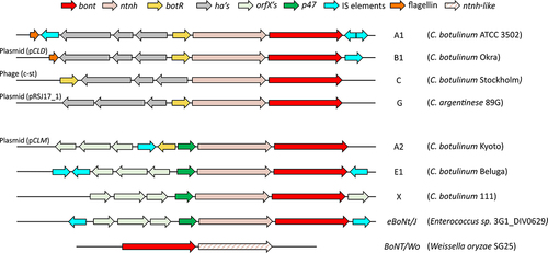 Figure 7. Botulinum neurotoxin gene cluster variation in a representative selection of neurotoxic strains. the diversity in the gene clusters and flanking regions, with ha clusters at the top and orfX at the bottom. The location of the gene cluster is indicated, if not chromosomal, on the left. The Group I strains either have the classical ha70-ha17-ha33-botR-ntnh-bont genes or the orfX3-orfX2-orfX1-botR-p47-ntnh-bont cluster. Group III are contained in ha clusters, although the alternative sigma factor gene, botR, is upstream of ha70. Group IV C. argentinese strains also have ha accessory proteins but the ha70 and ha33 genes are inverted relative to the conventional structure. Group II strains (with the exception of bont/B4 containing a ha70-ha17-ha33-botR-ntnh-bont cluster) have orfX3-orfX2-orfX1-p47-ntnh-bont clusters, which lack the botR gene completely; which is also observed in C. baratii F7 and the neurotoxic C. butyricum strains [Citation267,Citation268]. This diversity is likely attributable to recombination events and horizontal gene transfer between strains, which have also led to neurotoxin gene clusters present in non-Clostridium sp. such as Enterococcus sp. 3G1_DIV0629 and Weissella oryzae SG25 [Citation59]. The Weissella neurotoxin gene is present without accessory genes, the ntnh-like gene downstream of bont/Wo lacks significant domains compared to the well conserved ntnh [Citation269]. The insertion elements (IS) and flagellin genes flanking and internal to the gene clusters indicate the probable method of transfer into the strain as it evolved.