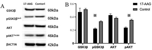 Figure 4 The expression of proteins in AKT/GSK3β signaling pathway. (A) Levels of signaling proteins were detected by Western blotting. (B) Compared to that in the control group, the phosphorylation of AKT and GSK3β in the experimental group was reduced, while AKT and GSK3β expression was not changed. Values represent the mean ± SD. ※P < 0.05.